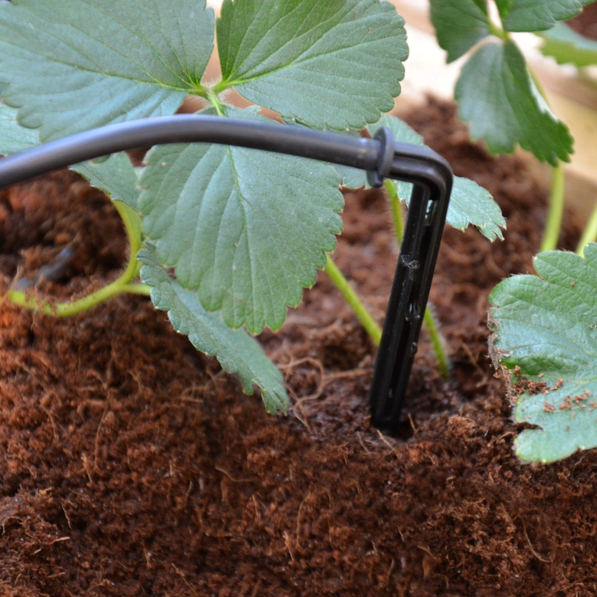 Palram - Canopia | Drip Irrigation Kit - Image 5