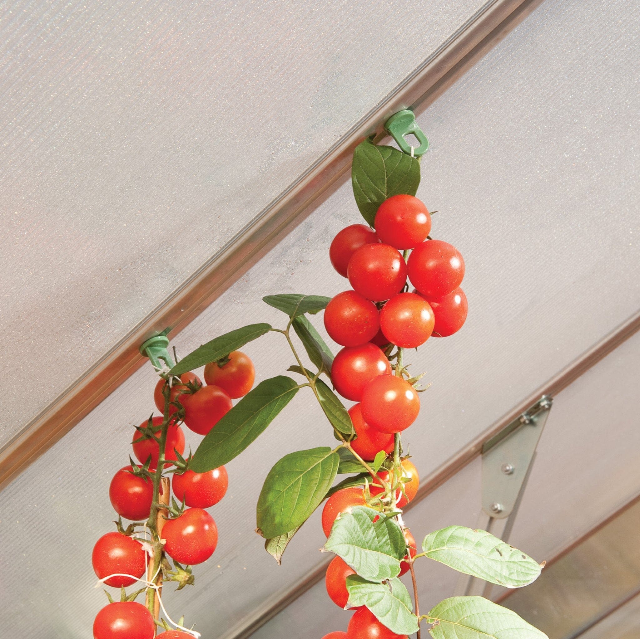 Palram - Canopia | Plant Hangers for Aluminum Palram - Canopia Greenhouses - Image 4