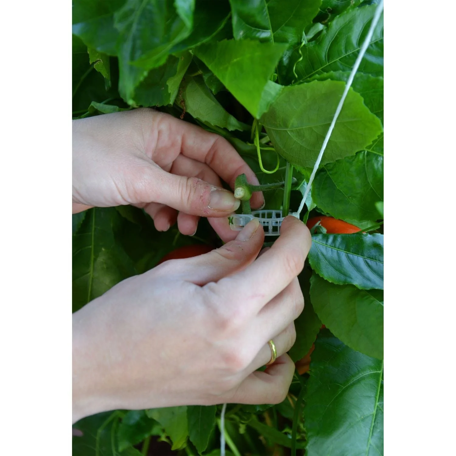 Palram - Canopia | Trellising Kit Pro for Palram - Canopia Greenhouses - Image 7