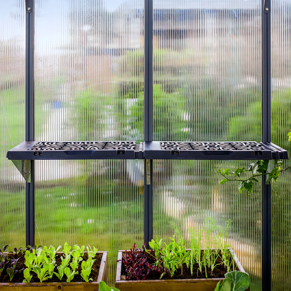 Palram - Canopia | Shelf Kit for Most Canopia Greenhouses - Image 4