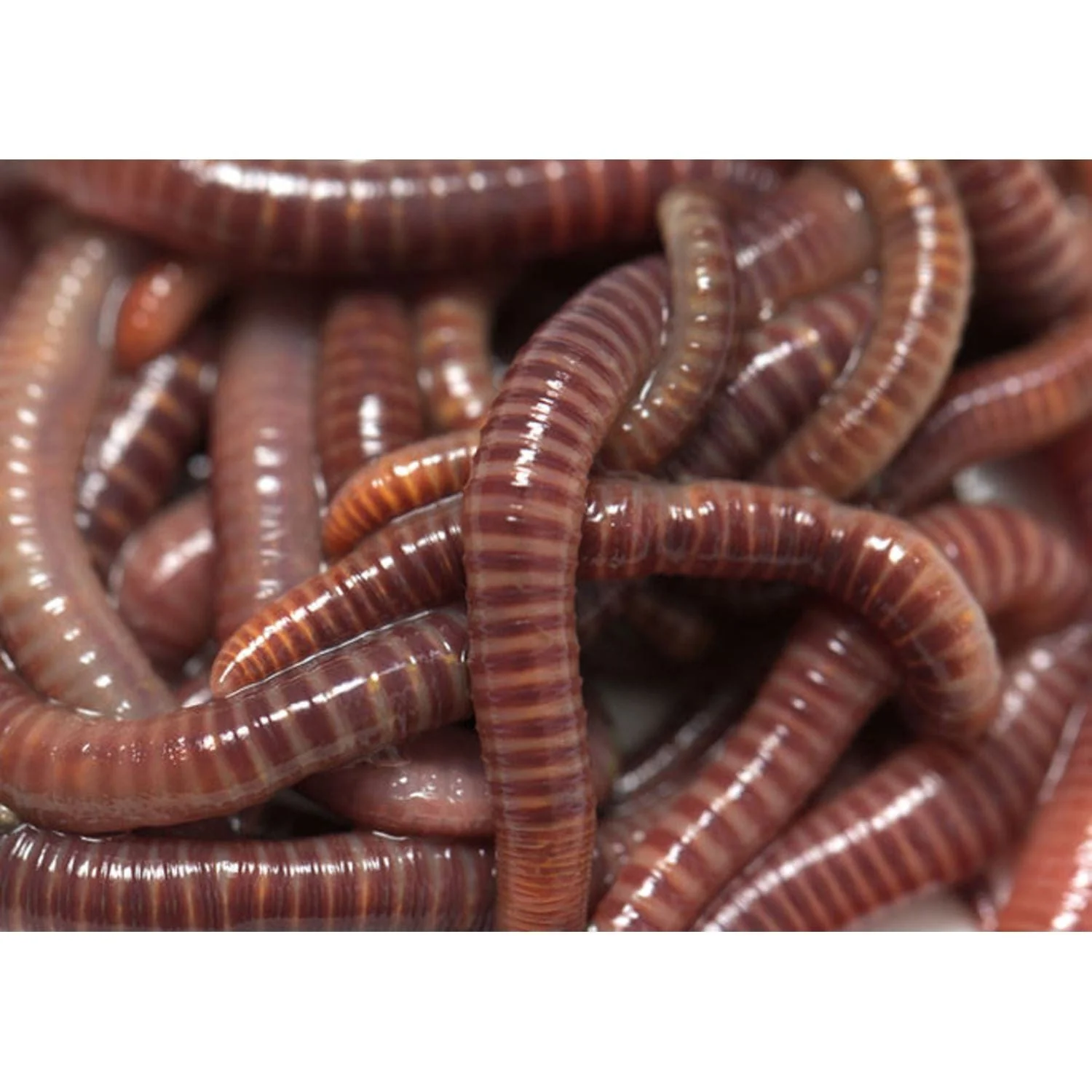 Riverstone | Maze Medium Two Worm Farm Starter Kit With Shelving - Image 12