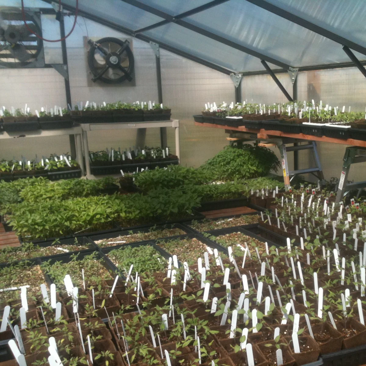 Santa Barbara | Montecito Aluminum Greenhouse With 8mm Twin Wall Polycarbonate Glazing - Image 6